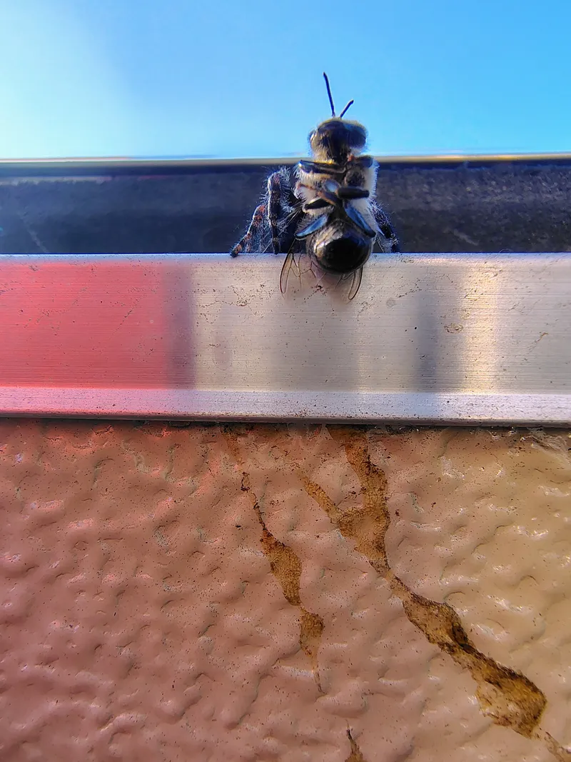 Carpenter bee on metal trim — a common Central Texas pest