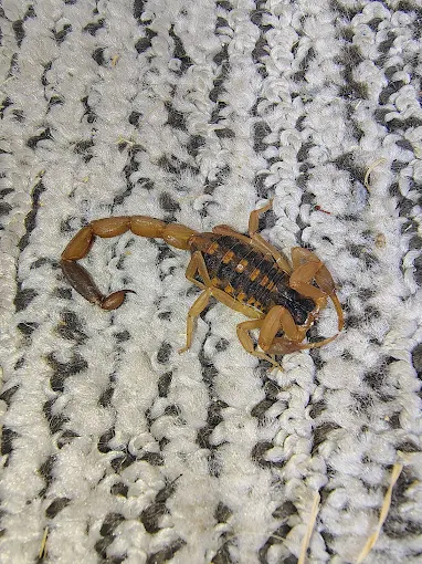 Striped bark scorpion — a common Central Texas pest
