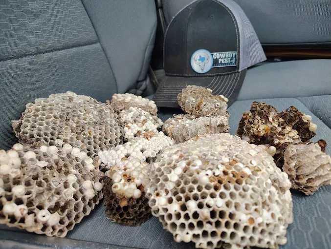 Day's haul of wasp nests with Cowboy Pest branded hat